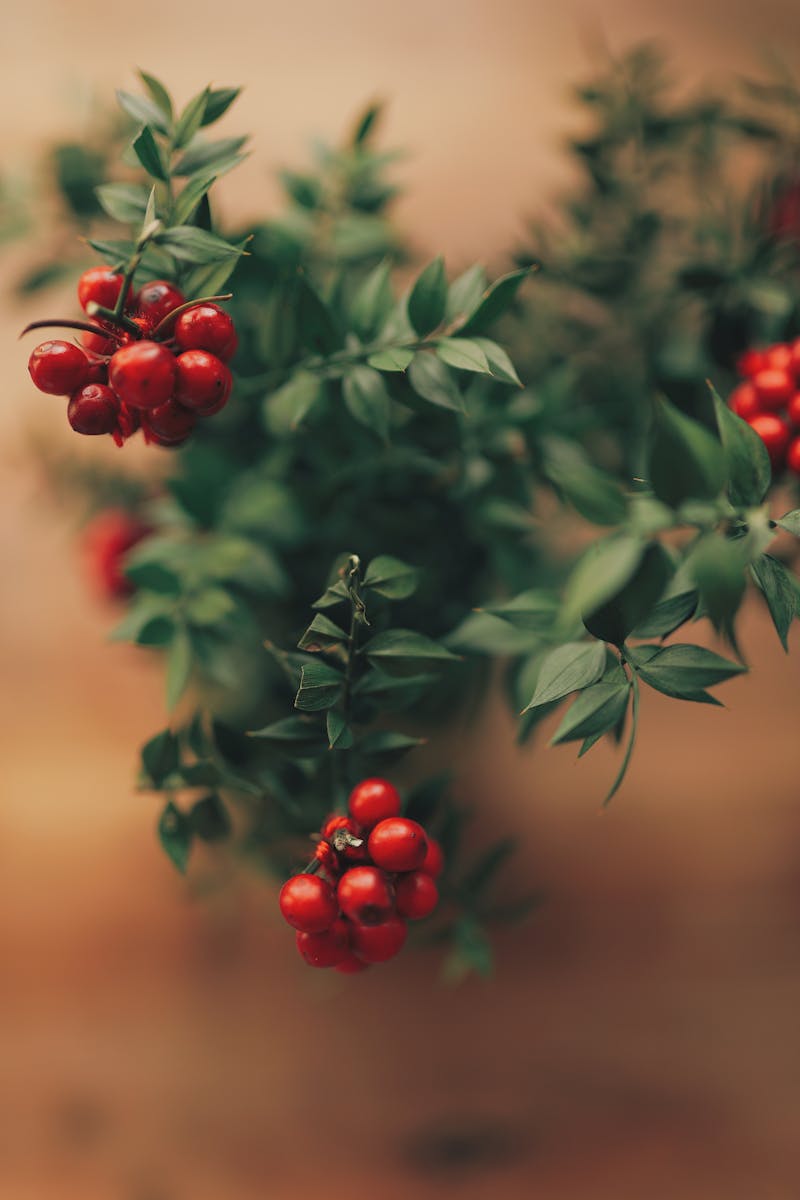 Red Round Fruits on Green Leaves